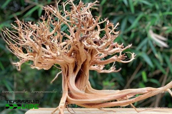 Lũa Kim Sa Tùng 2 Nguồn gốc hình thành của gỗ lũa Kim Sa Tùng