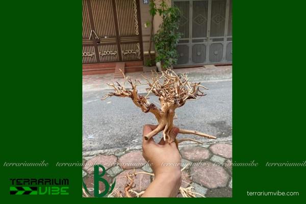 Lũa Kim Sa Tùng 3 Điểm đặc biệt của lũa Kim Sa Tùng trong terrarium