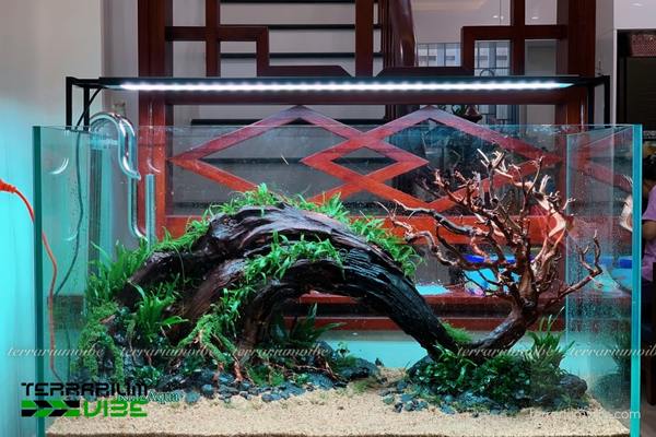 Lũa Kim Sa Tùng 4 Cách cơ bản trong chăm sóc lũa Kim Sa Tùng làm tiểu cảnh