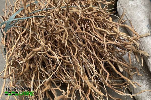 Lũa rễ rừng 1 Tìm hiểu thông tin về lũa rễ rừng là gì?