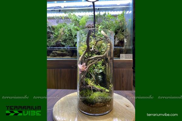 Lũa rễ rừng 4 Hướng dẫn cách xử lí và chăm sóc lũa rễ rừng trong hồ bán cạn