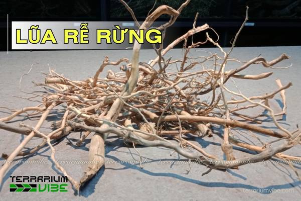 lũa rễ rừng Lũa rễ rừng