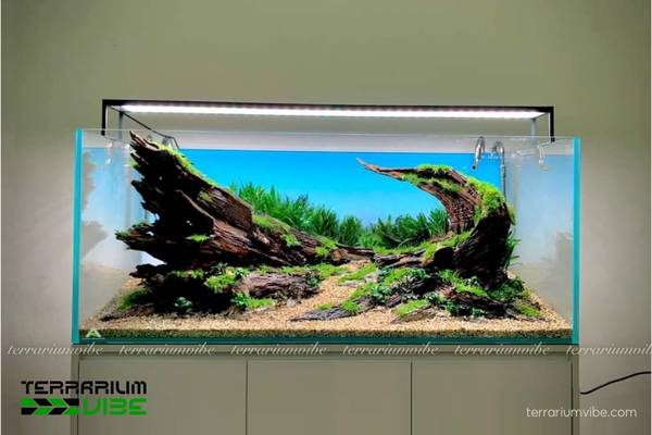 Lũa Sầm Đỏ 3 Điểm đặc trưng của lũa trong thiết kế hồ cạn