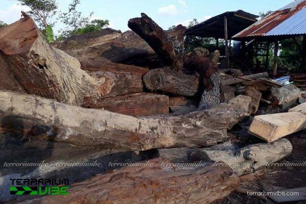 Lũa Sao Xanh 3 Điểm đặc trưng của lũa Sao Xanh trong thiết kế Terrarium