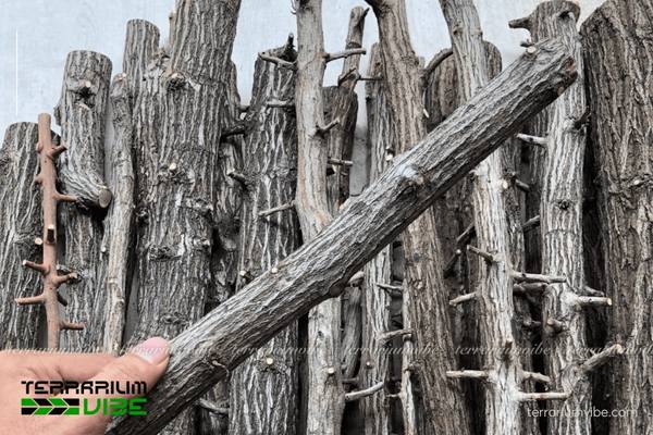 Lũa Thạch Sùng 1 Thông tin về lũa Thạch Sùng là cây gì?