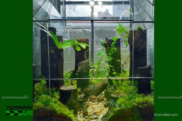 Lũa Thạch Sùng 3 Đặc điểm của lũa Thạch Sùng trong thiết kế terrarium