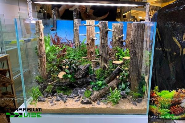 Lũa Thạch Sùng 4 Một số lưu ý trong cách chăm sóc gỗ lũa Thạch Sùng trong terrarium