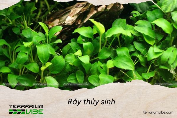 Cây sinh trưởng ở các dòng suối, sông và vùng nước lặng