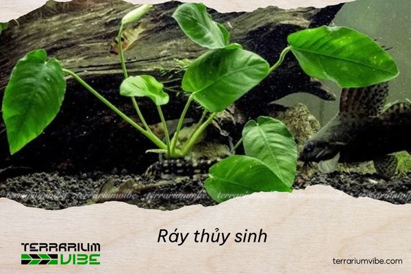Cây ráy nước phù hợp với nhiều loại terrarium
