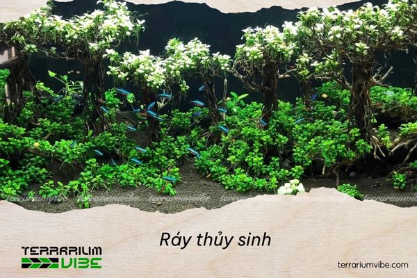 Ráy thủy sinh dễ dàng chăm sóc để phát triển tốt