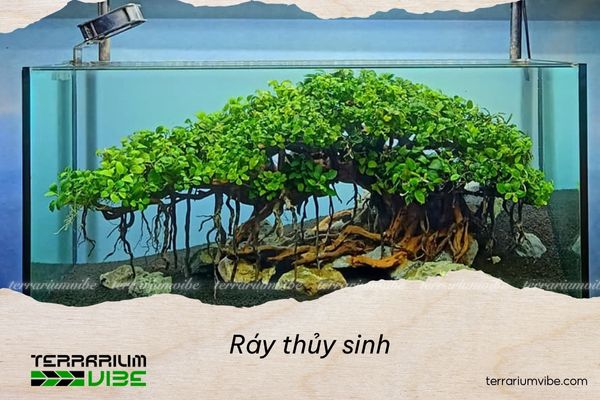 Không nền vùi rễ vào nền quá sâu khi trồng ráy thủy sinh