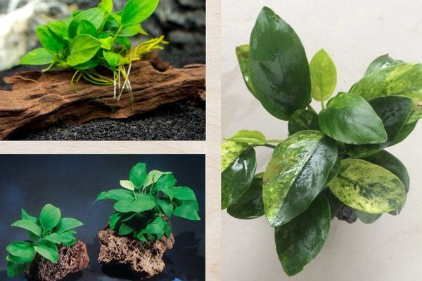 Ráy thủy sinh có màu xanh vô cùng đẹp mắt