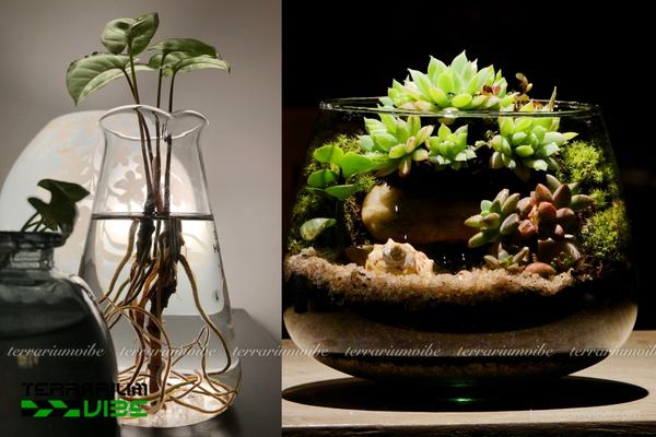 Phân loại một số cây cảnh thủy sinh thường gặp