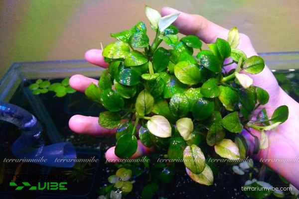 Nguồn gốc hình thành nên loài thực vật thủy sinh ngày nay