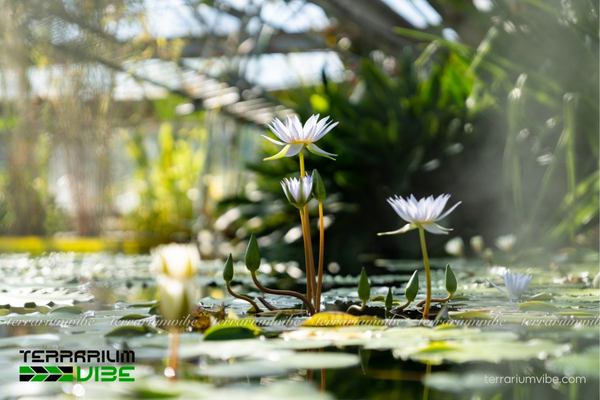 Đặc điểm về môi trường sống của cây cảnh thủy sinh