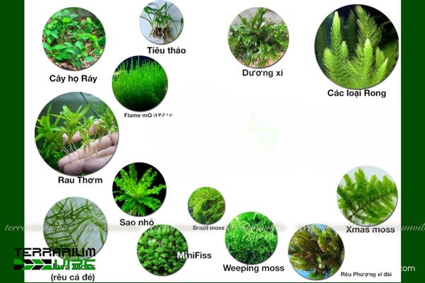 Tên một số loại cây cảnh thủy sinh phổ biến