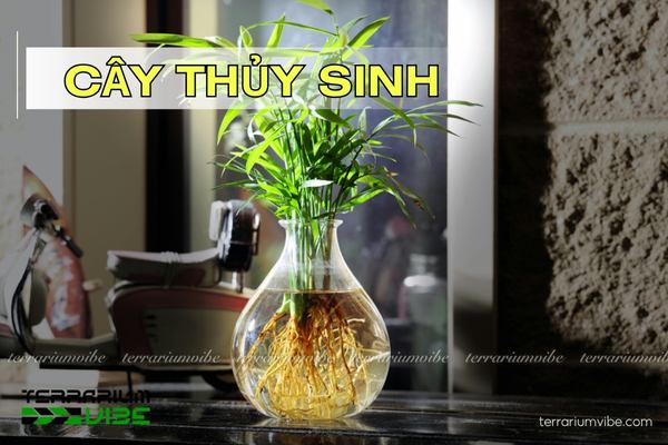 Cây thủy sinh là gì