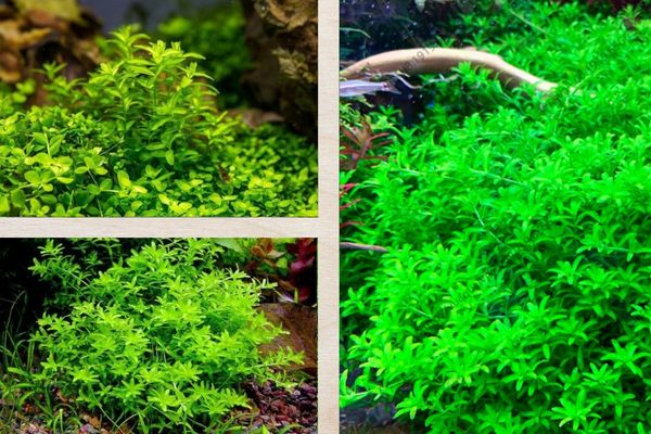 Cây trân châu cao 2 Nguồn gốc và môi trường sống của cây trân châu cao