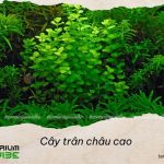 Loại terrarium phù hợp với cây trân châu cao