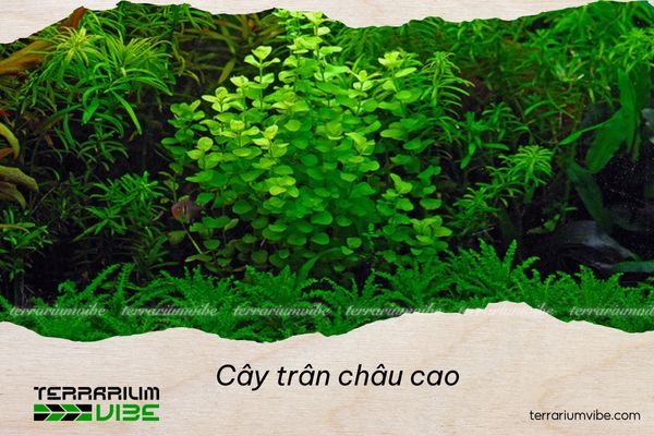 cay-tran-chau-cao-2 Loại terrarium phù hợp với cây trân châu cao