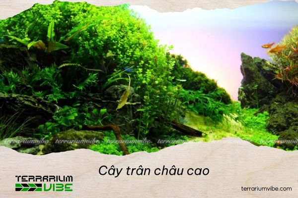 Cách chăm sóc cây trân châu cao trong terrarium