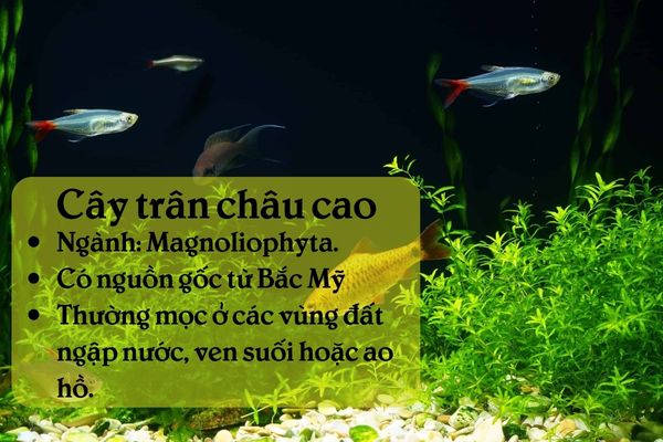 Cây trân châu cao 1 Thông tin tổng quan về cây trân châu cao