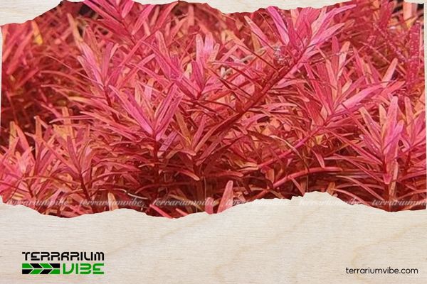 Cây vảy ốc hồng 1 Thông tin học thuật của cây vảy ốc hồng