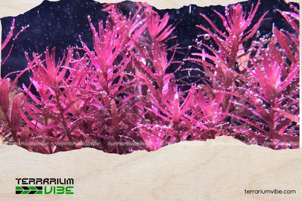 Cây vảy ốc hồng 2 Tìm hiểu nguồn gốc của cây vảy ốc hồng