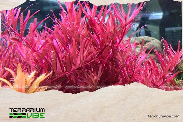 Cây vảy ốc hồng 3 Môi trường sống của cây vảy ốc hồng