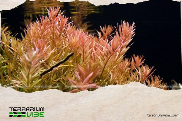 Cây vảy ốc hồng 4 Đặc điểm của cây vảy ốc hồng trong terrarium