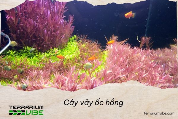 cay-vay-oc-hong cây vảy ốc hồng