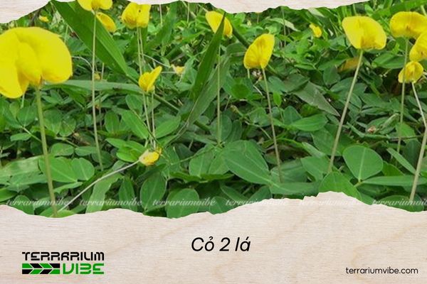 Cỏ 2 lá 1 Cỏ 2 lá phổ biến ở châu Mỹ, châu Á