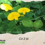 Thông tin tổng quan về cỏ 2 lá