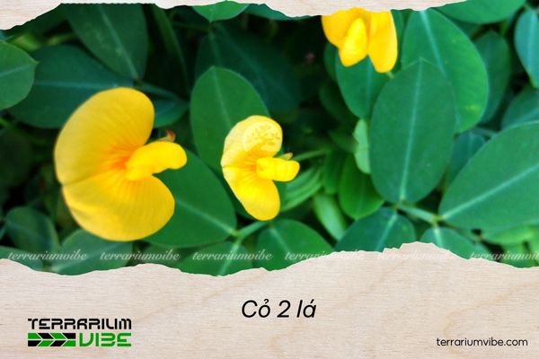 Cỏ 2 lá 3 Cỏ 2 lá phù hợp với nhiều kiểu terrarium