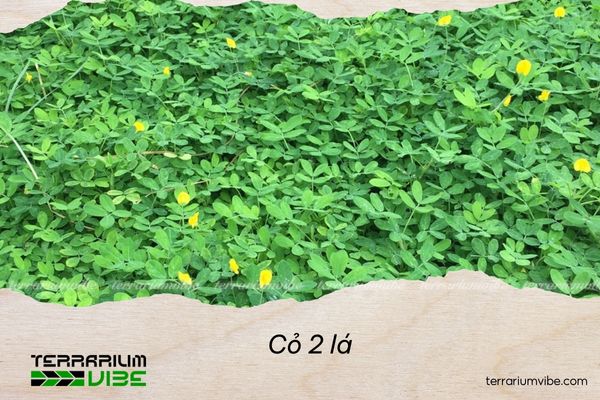 Cỏ 2 lá 4 Cỏ 2 lá là loài cây thủy sinh dễ chăm sóc