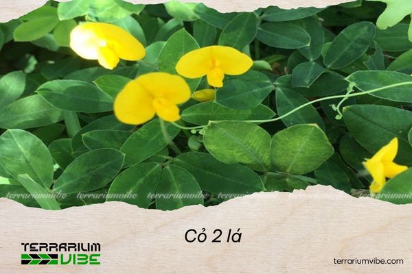 co-2-la Thông tin tổng quan về cỏ 2 lá
