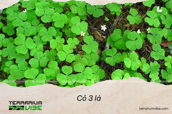 Cỏ 3 lá 1 Thông tin tổng quan về cỏ 3 lá