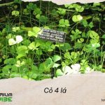 Cỏ 4 lá