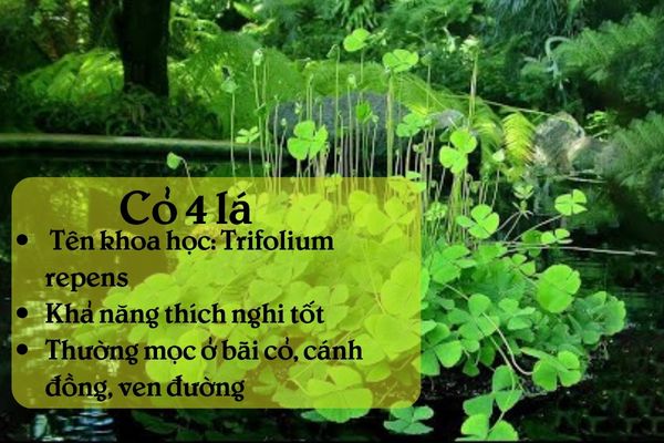 Cỏ 4 lá 1 Thông tin tổng quan về cỏ 4 lá