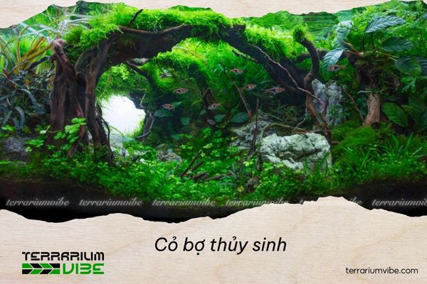 Cỏ bợ thủy sinh 2 Nguồn gốc và môi trường sống của cỏ bợ thủy sinh