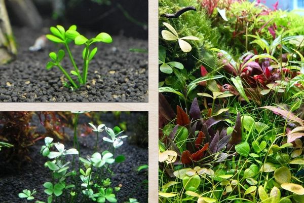 Cỏ bợ thủy sinh hợp với đa dạng nhiều loại terrarium