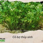 Cỏ bợ dễ chăm sóc nhờ khả năng thích nghi linh hoạt