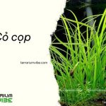 Thông tin tổng quan về cỏ cọp