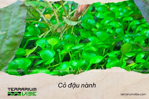 Cỏ đậu nành 1 Cỏ đậu nành đã được du nhập vào Châu Á