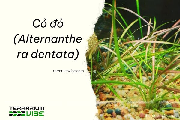 Cỏ đỏ 2 Cỏ đỏ có vẻ đẹp rực rỡ và độc đáo