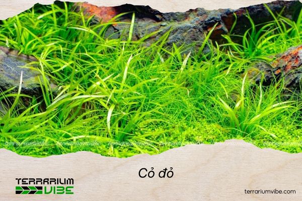 Cỏ đỏ 1 Cỏ đỏ có nguồn gốc từ khu vưc Nam Mỹ