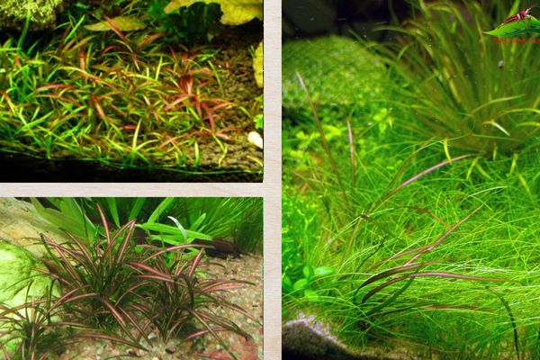 Cỏ đỏ 3 Loại terrarium phù hợp với cỏ Đỏ