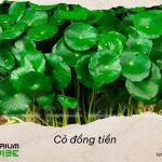Nguồn gốc và môi trường sống của cỏ đồng tiền