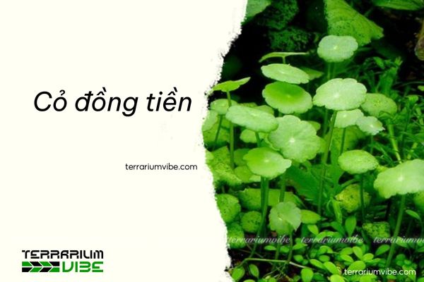 Cỏ đồng tiền 4 Loại terrarium phù hợp với cỏ đồng tiền