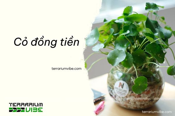 Cỏ đồng tiền 1 Cách chăm sóc cỏ đồng tiền trong terrarium